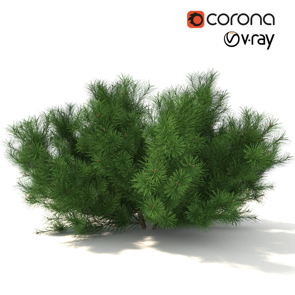 Pinus mugo tree 3D model_0