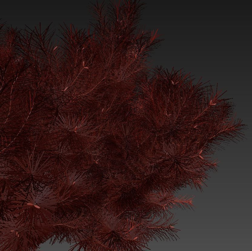 Pinus mugo tree 3D model_7