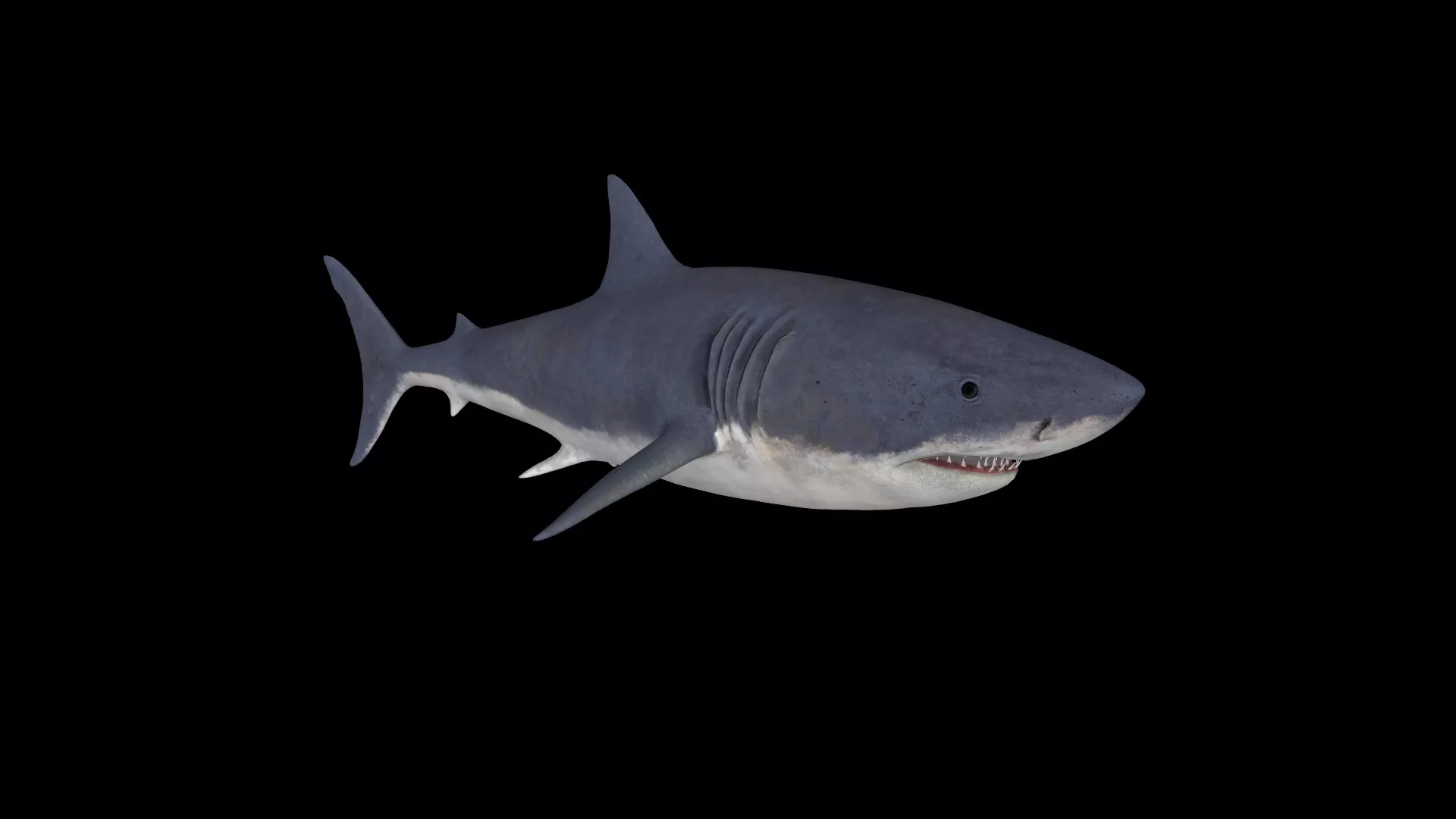 White Shark Figure 3D Printable Model 3D print model