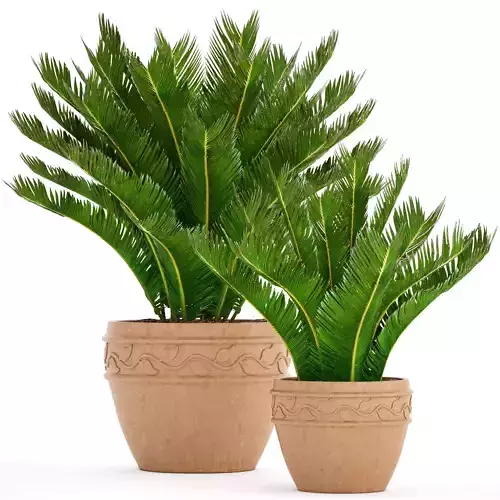Cycas palm tree 7