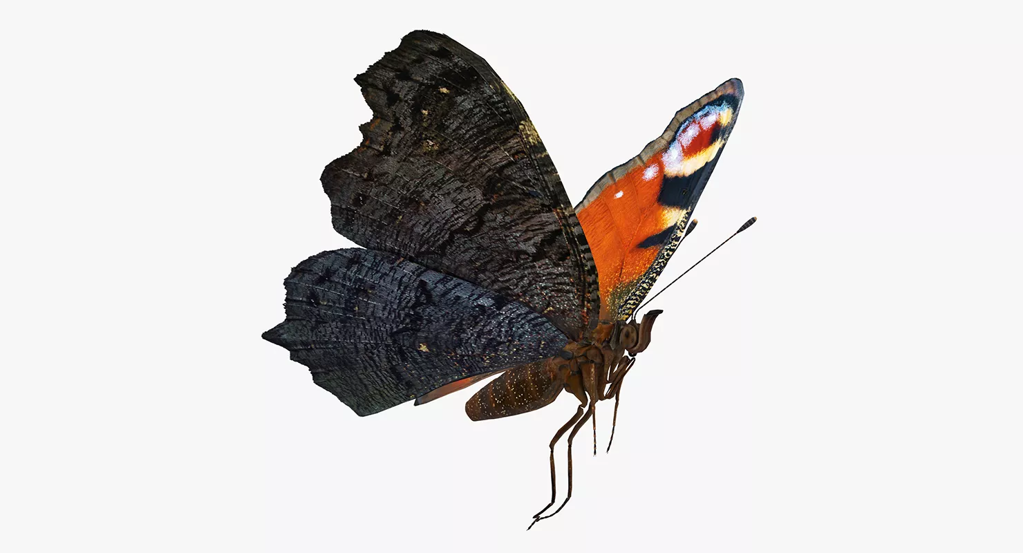 European Peacock Butterfly Flying Pose 3D model