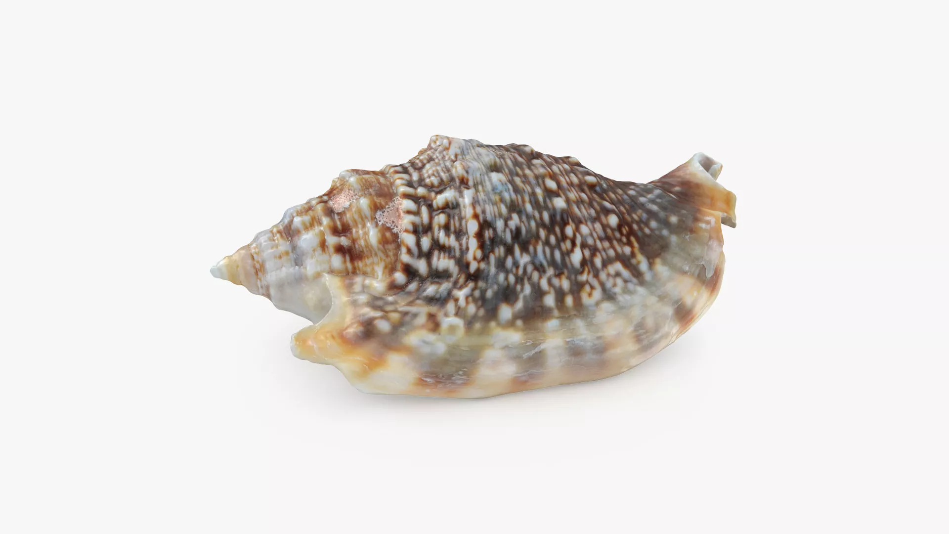 Euprotomus Aurisdianae Low-poly 3D model