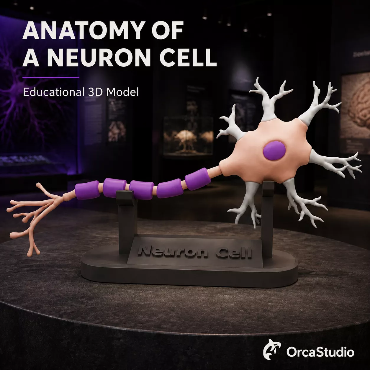 Neuron Cell Anatomy Educational Model 3D print model