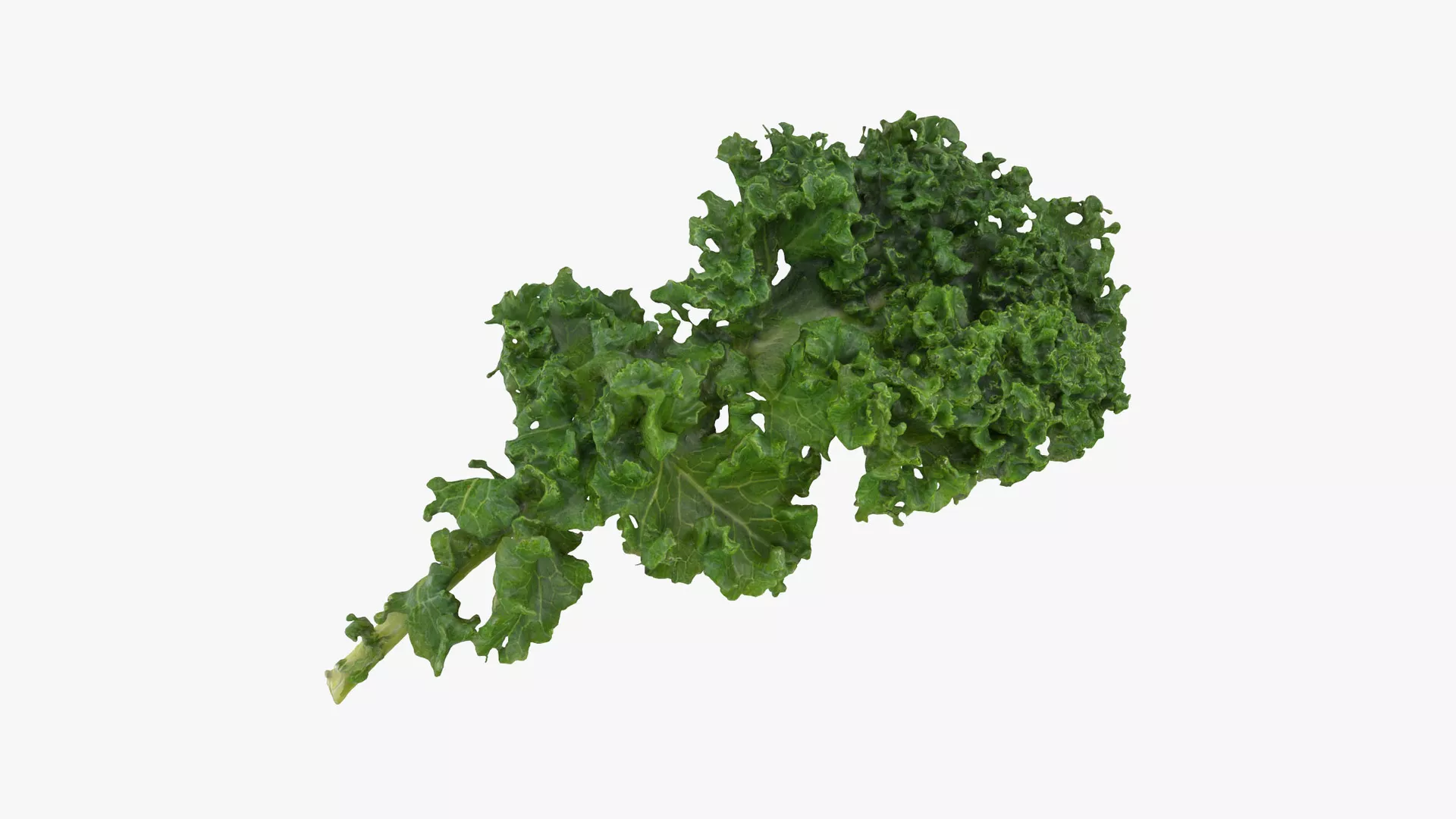 Realistic Kale 3D model