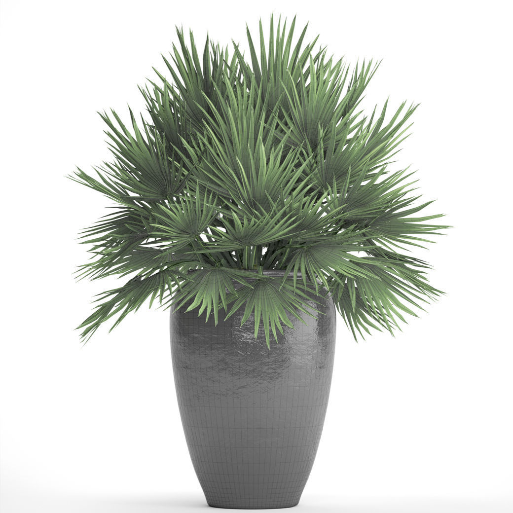 Chamaerops palm 2 3D model_10