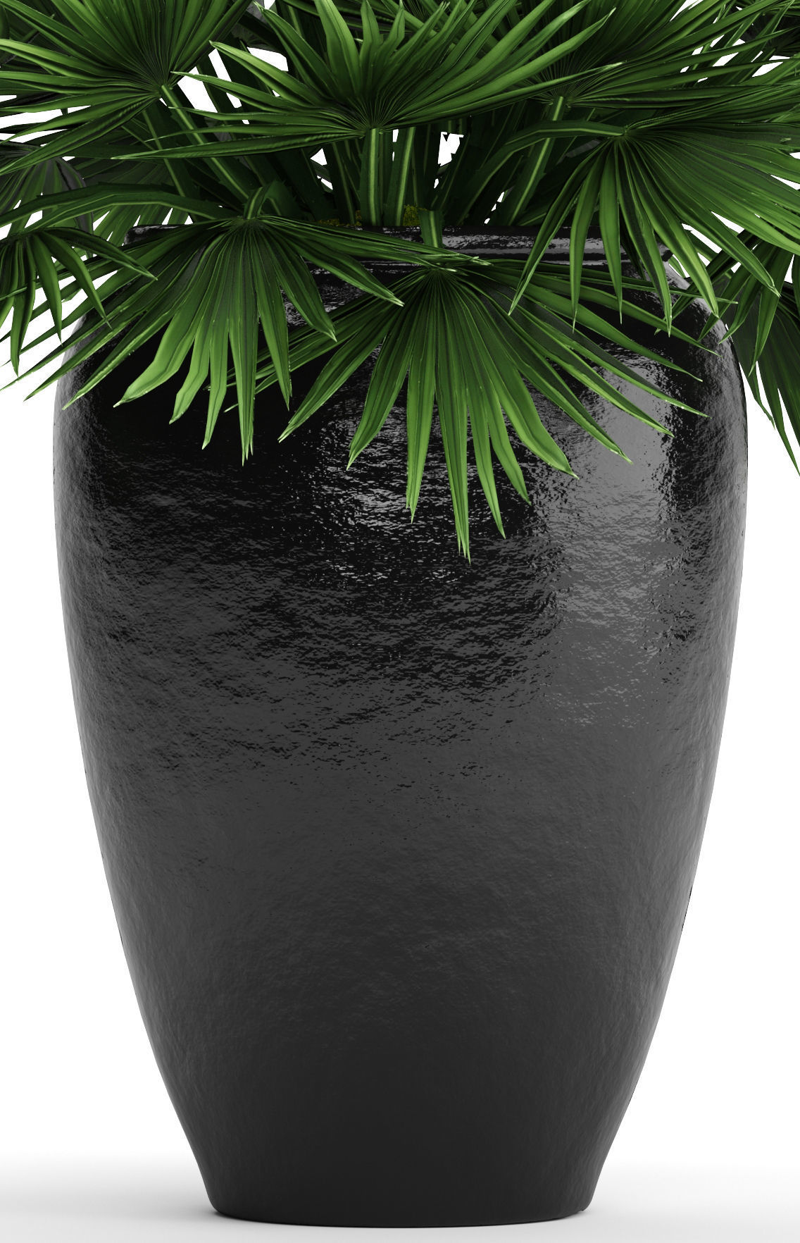 Chamaerops palm 2 3D model_5