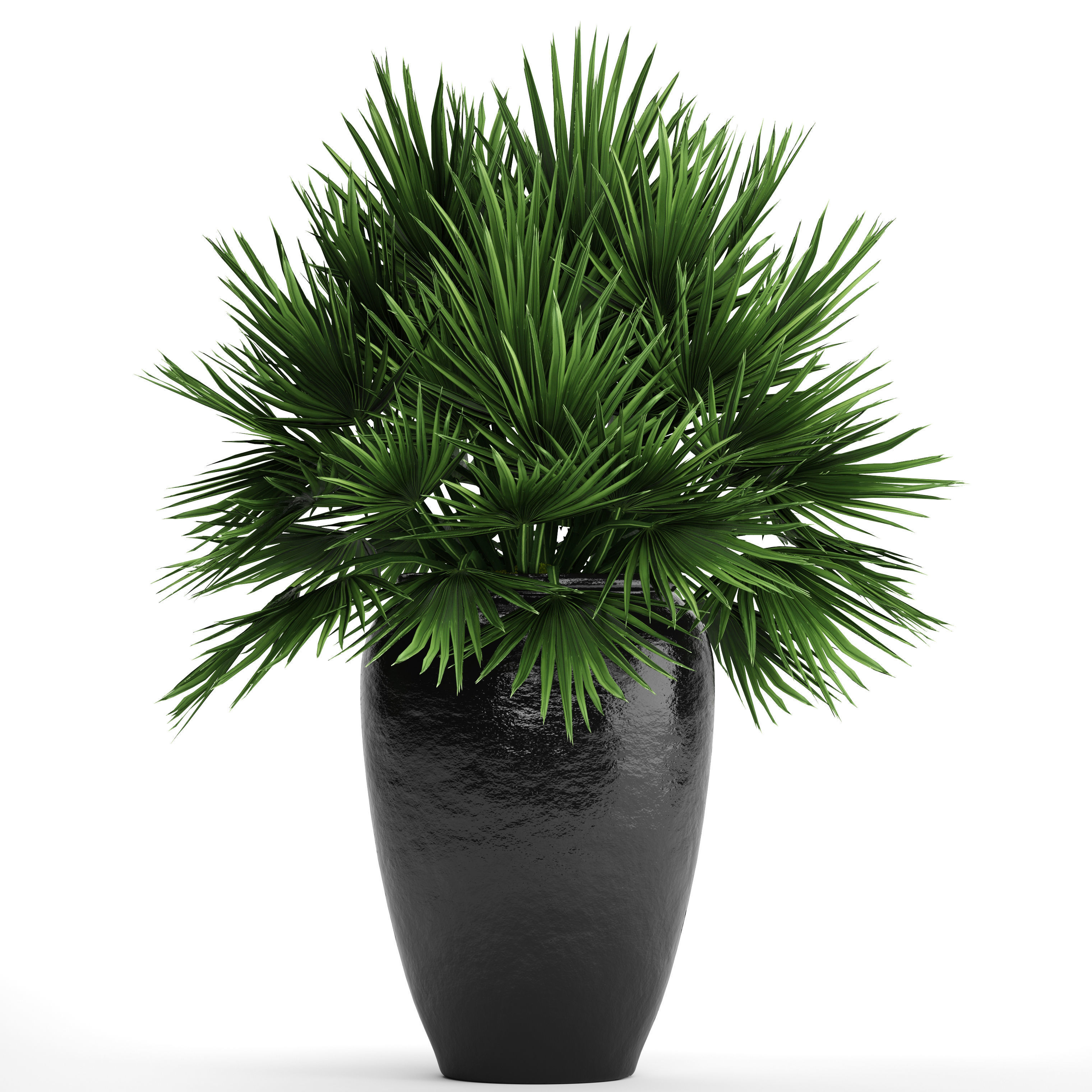 Chamaerops palm 2 3D model_9