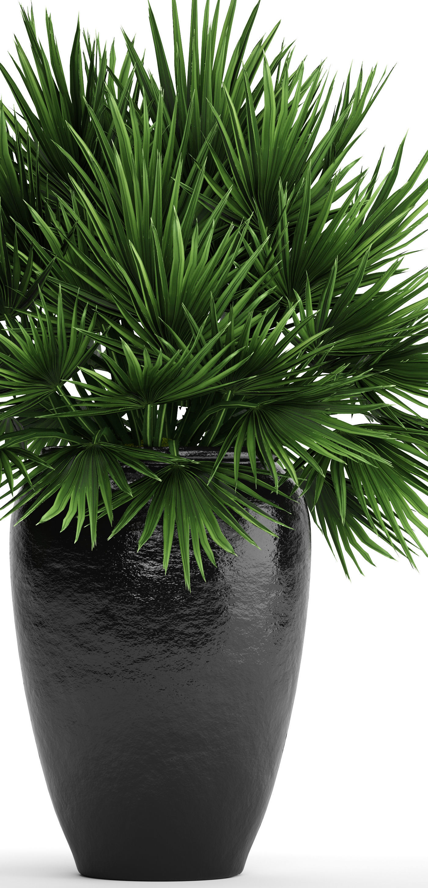 Chamaerops palm 2 3D model_7