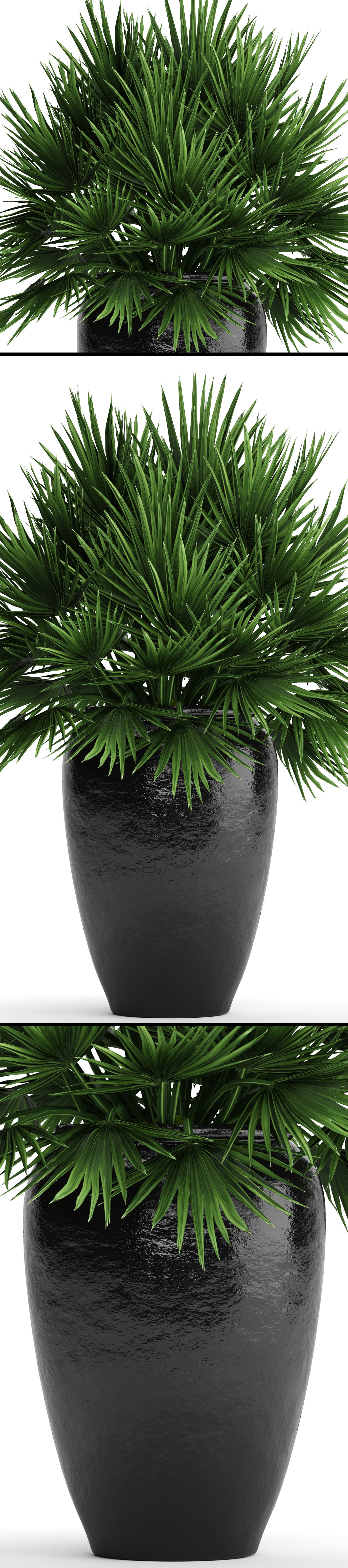 Chamaerops palm 2 3D model_11