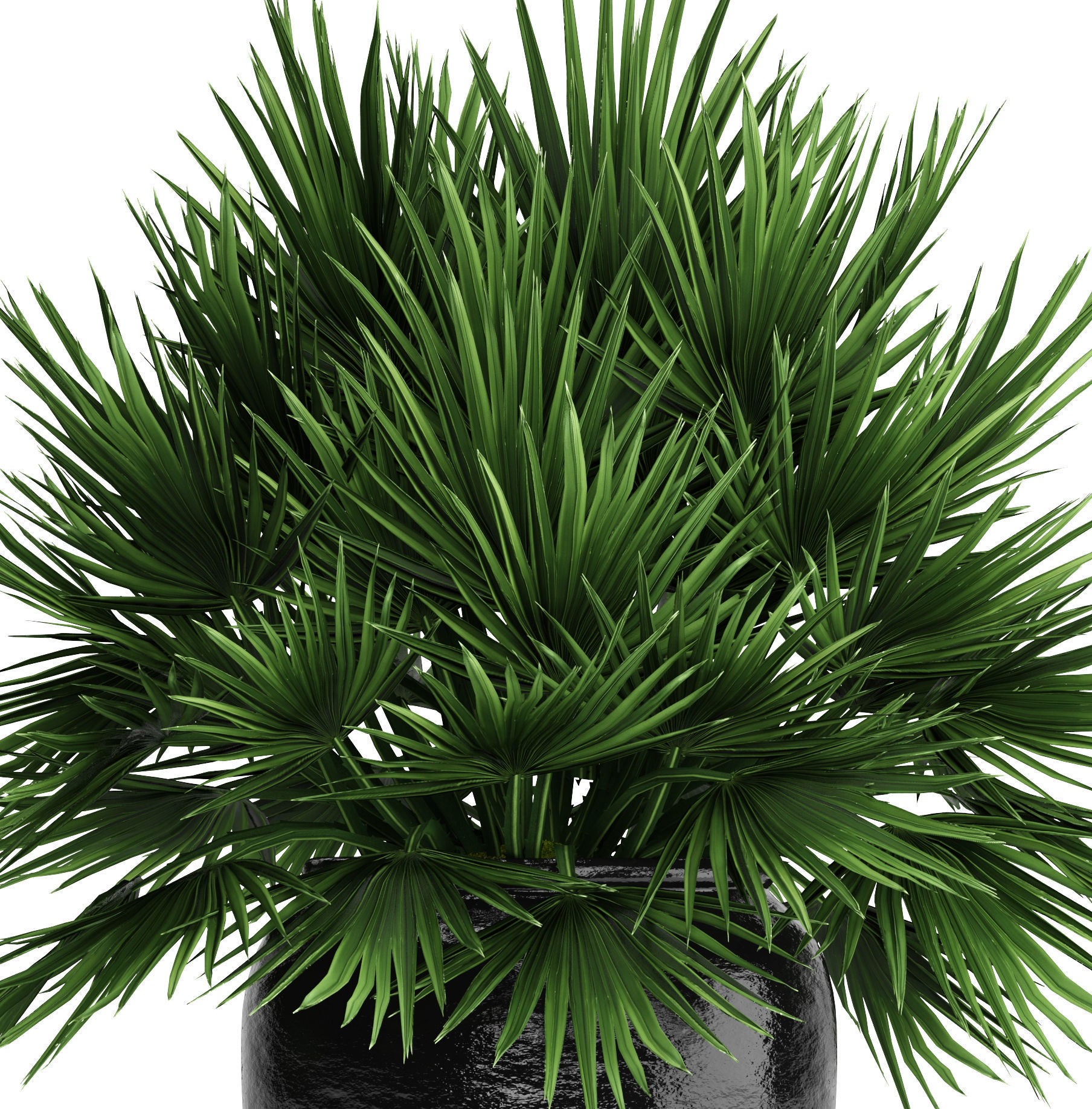 Chamaerops palm 2 3D model_3