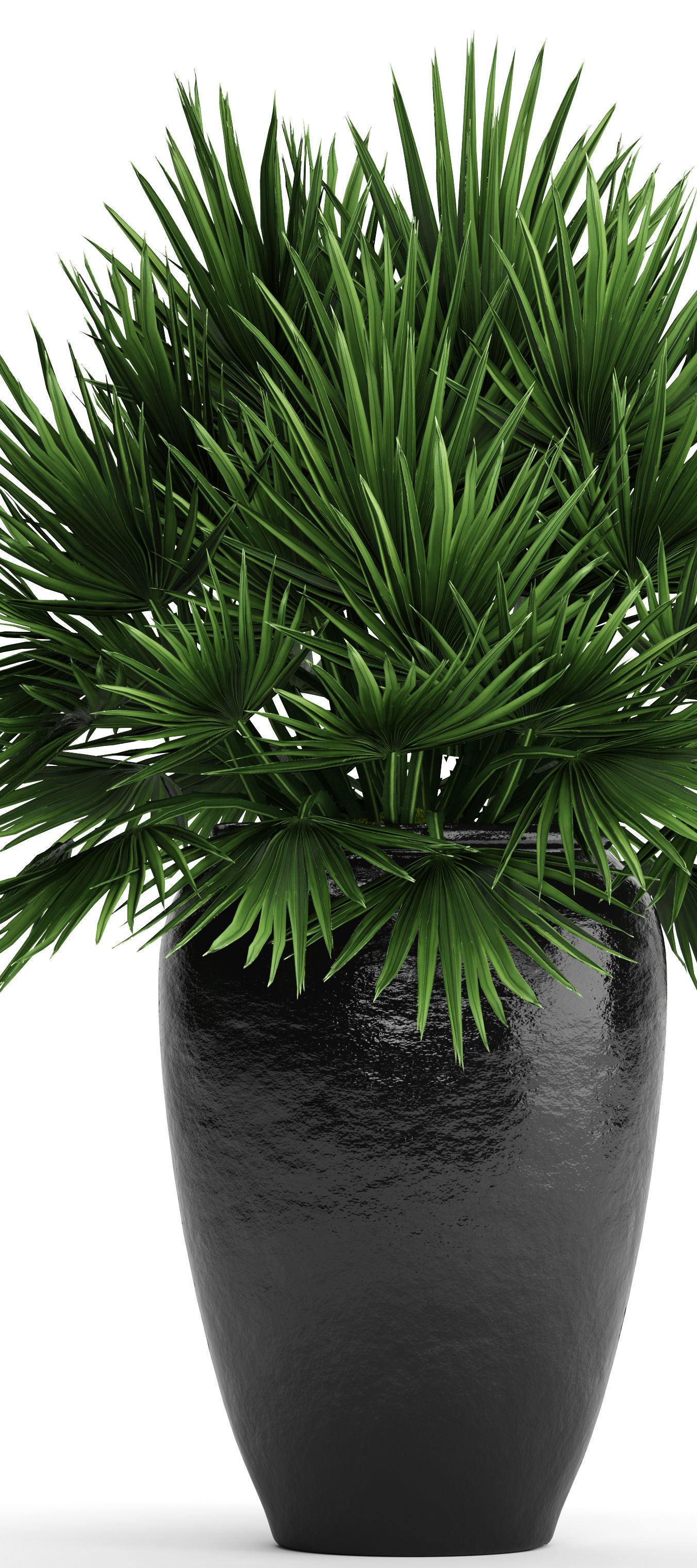 Chamaerops palm 2 3D model_2