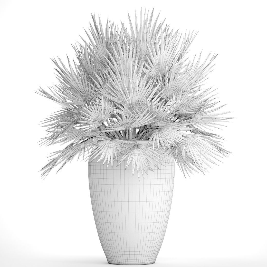 Chamaerops palm 2 3D model_6