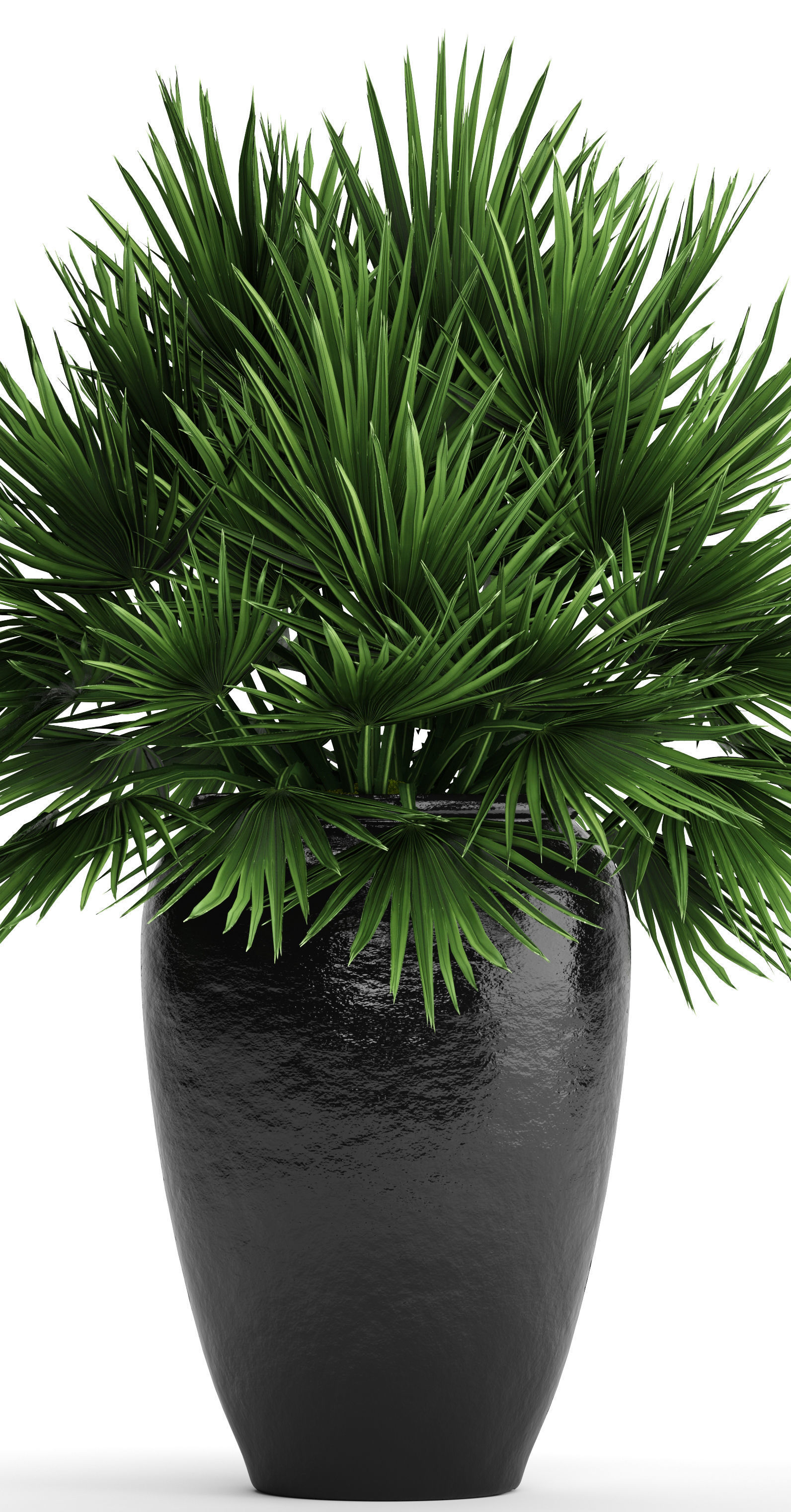 Chamaerops palm 2 3D model_1