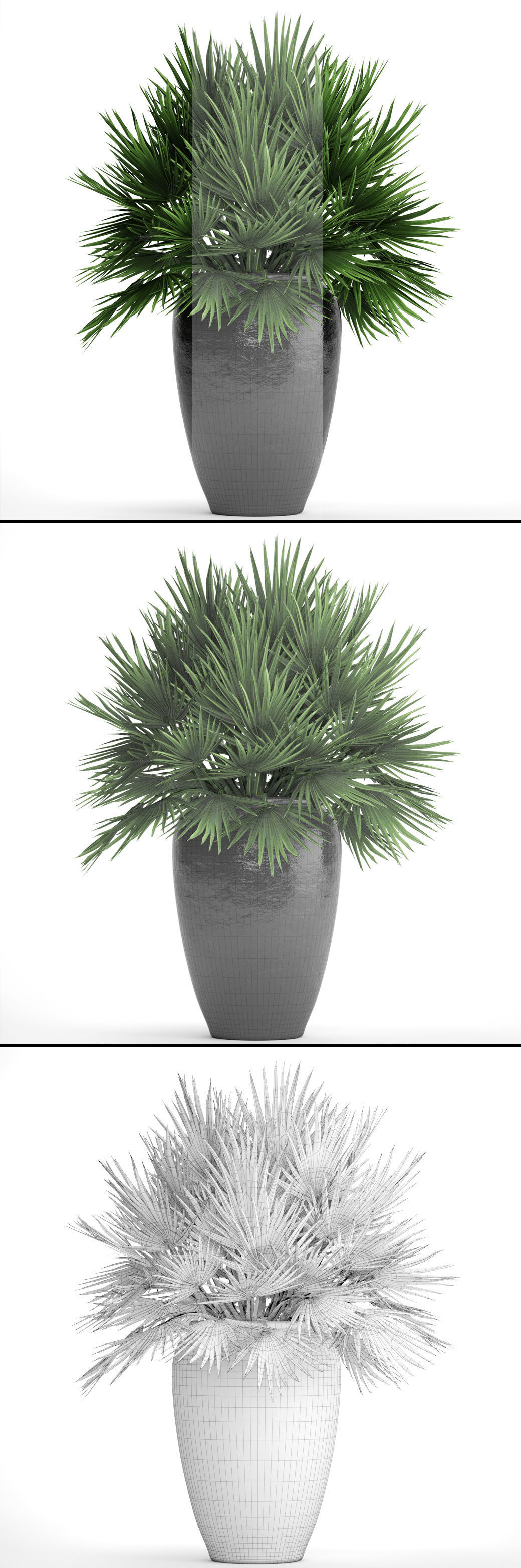 Chamaerops palm 2 3D model_8