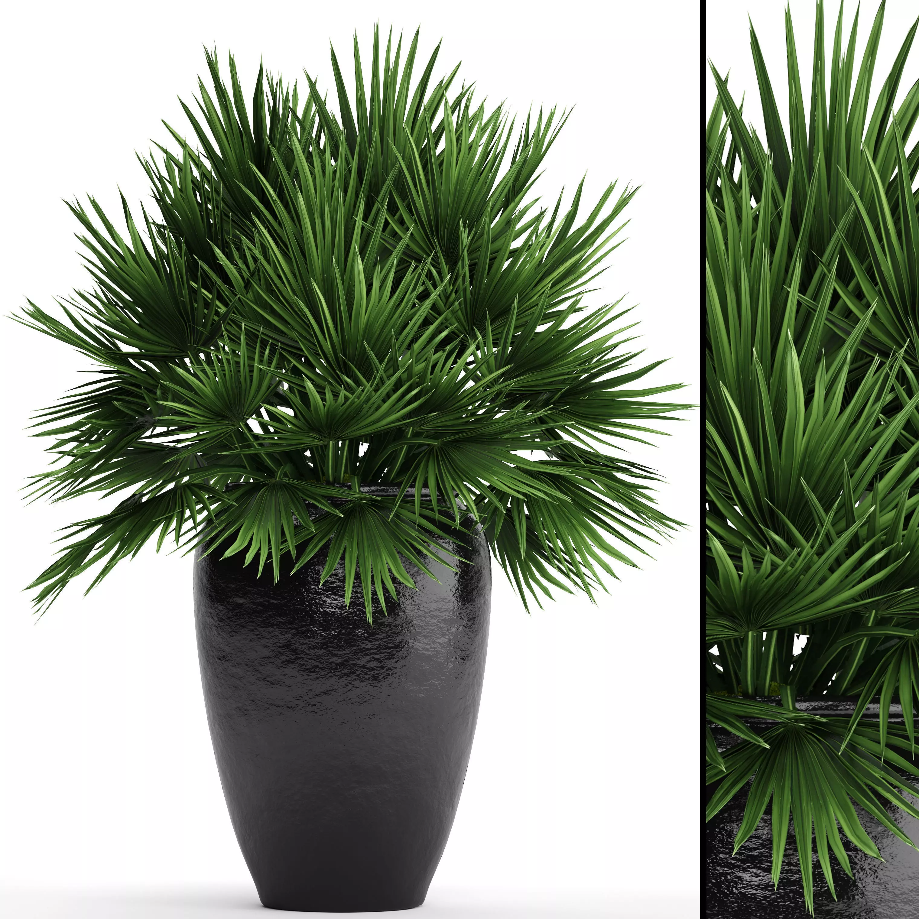 Chamaerops palm 2 3D model_0