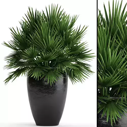 Chamaerops palm 2 3D model