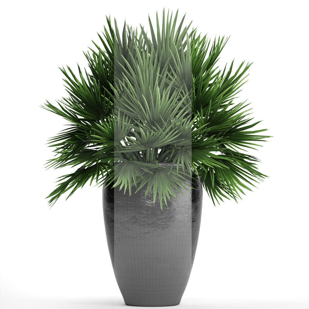 Chamaerops palm 2 3D model_4