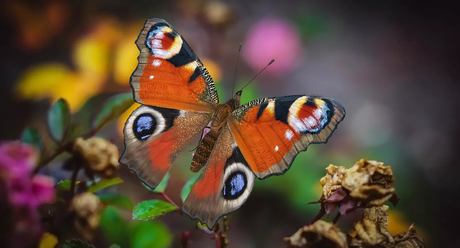 European Peacock Butterfly Sitting Pose 3D model
