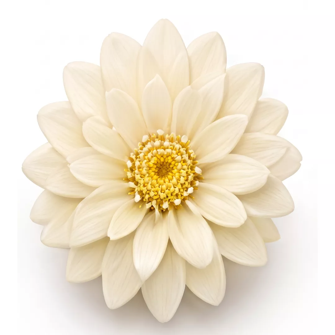 Elegant Calendula Blossom 3D print model