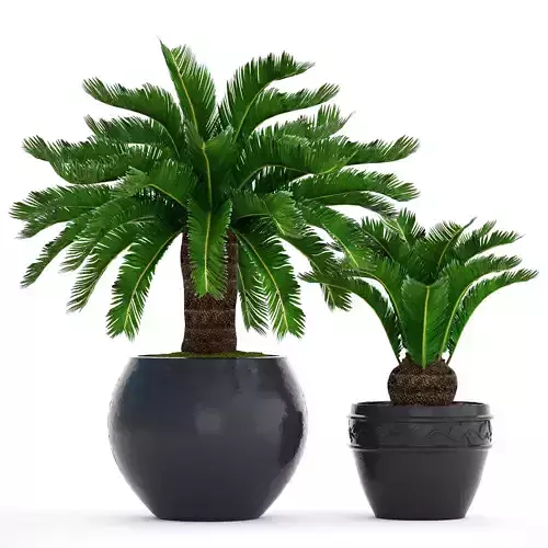 Cycas palm tree 8