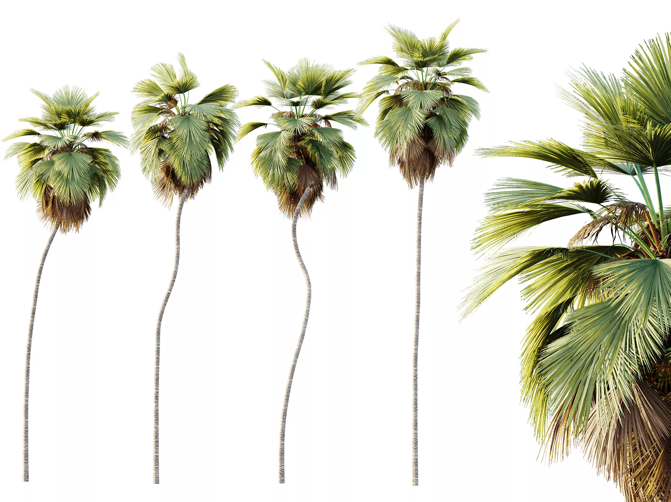AV Plant Pritchardia Pacifica Palm Tree 01 3D model