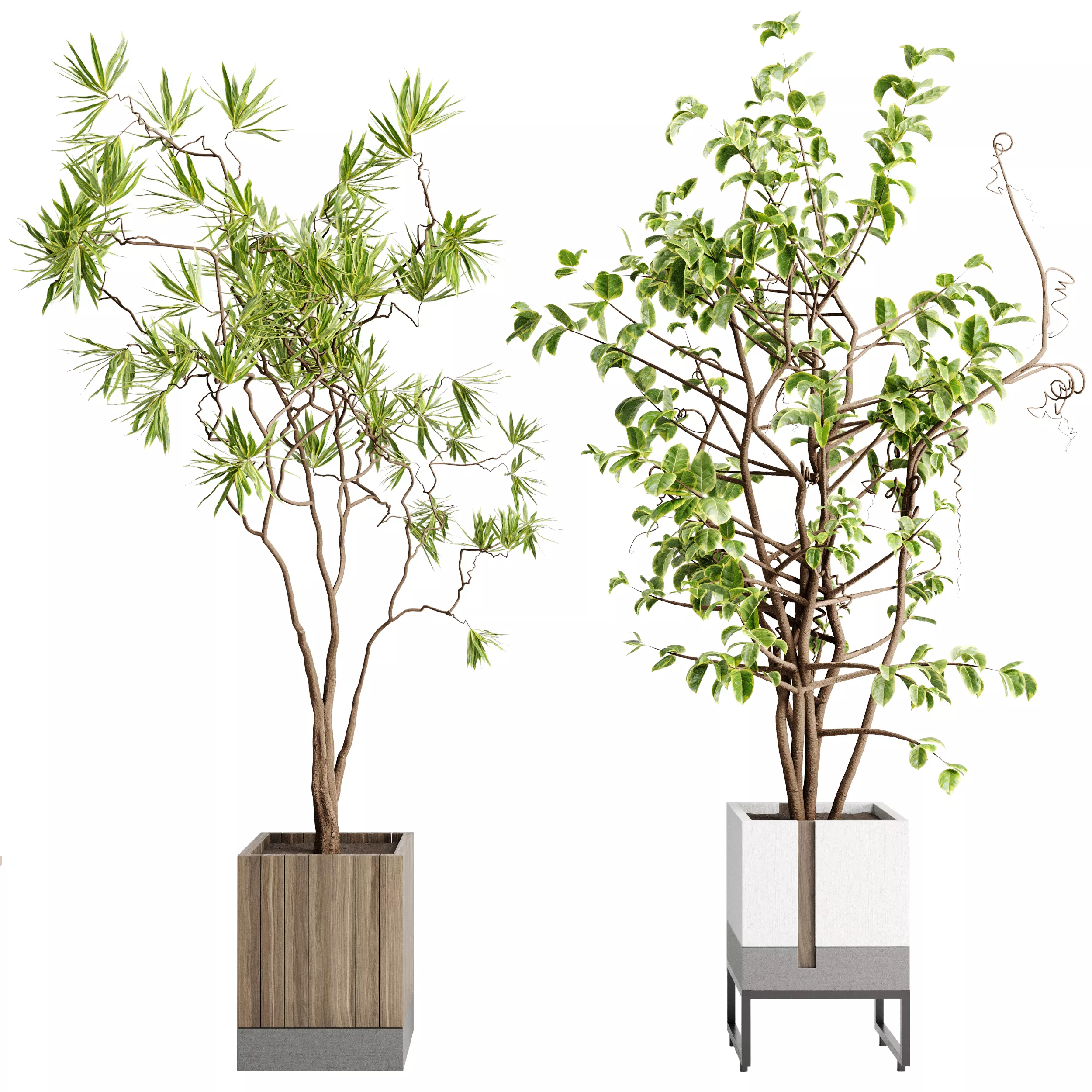 Benjamin branch in a wooden pot - Indoor plant 751 3D model