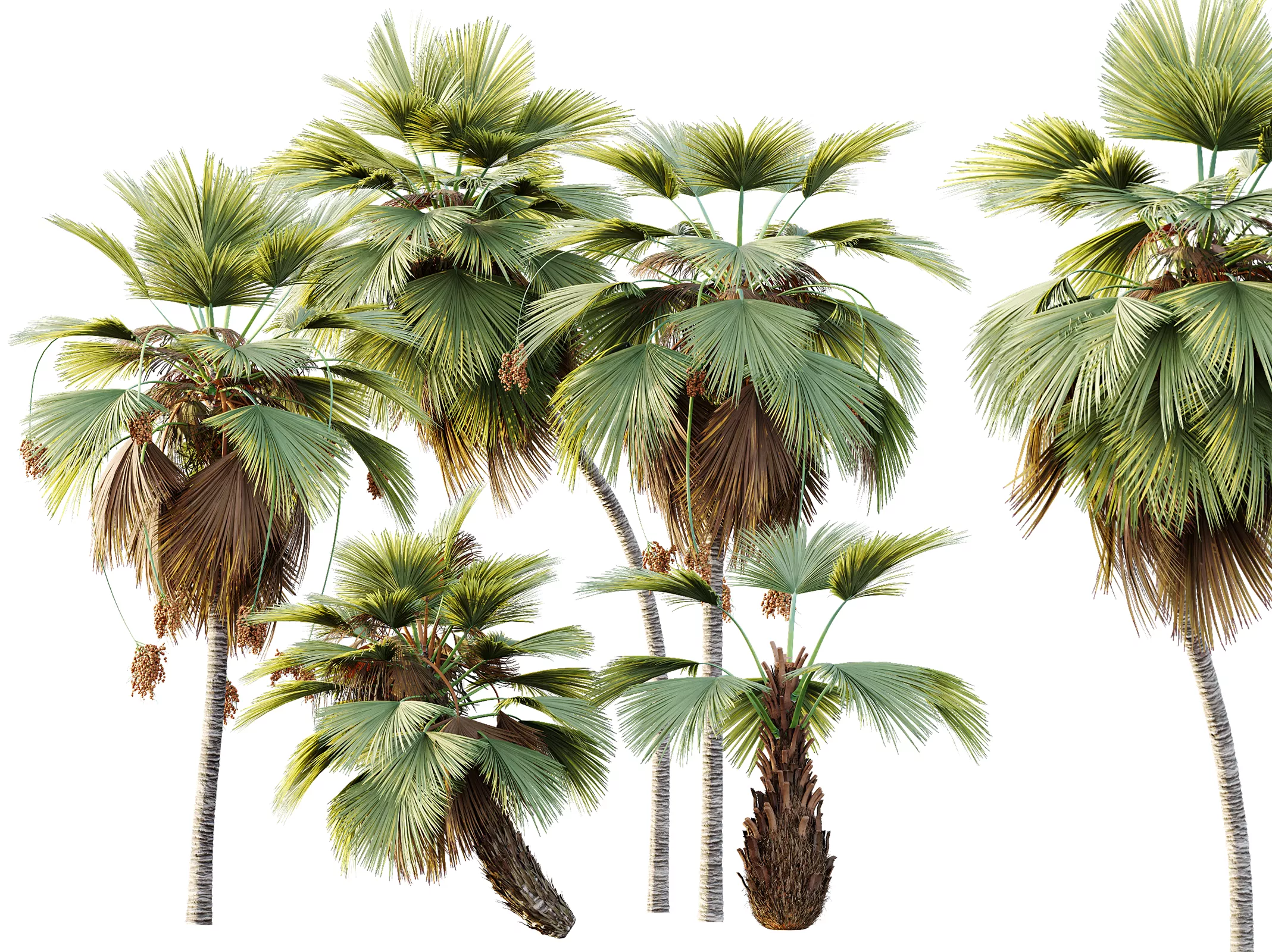 AV Plant Pritchardia Pacifica Palm Tree 03 3D model