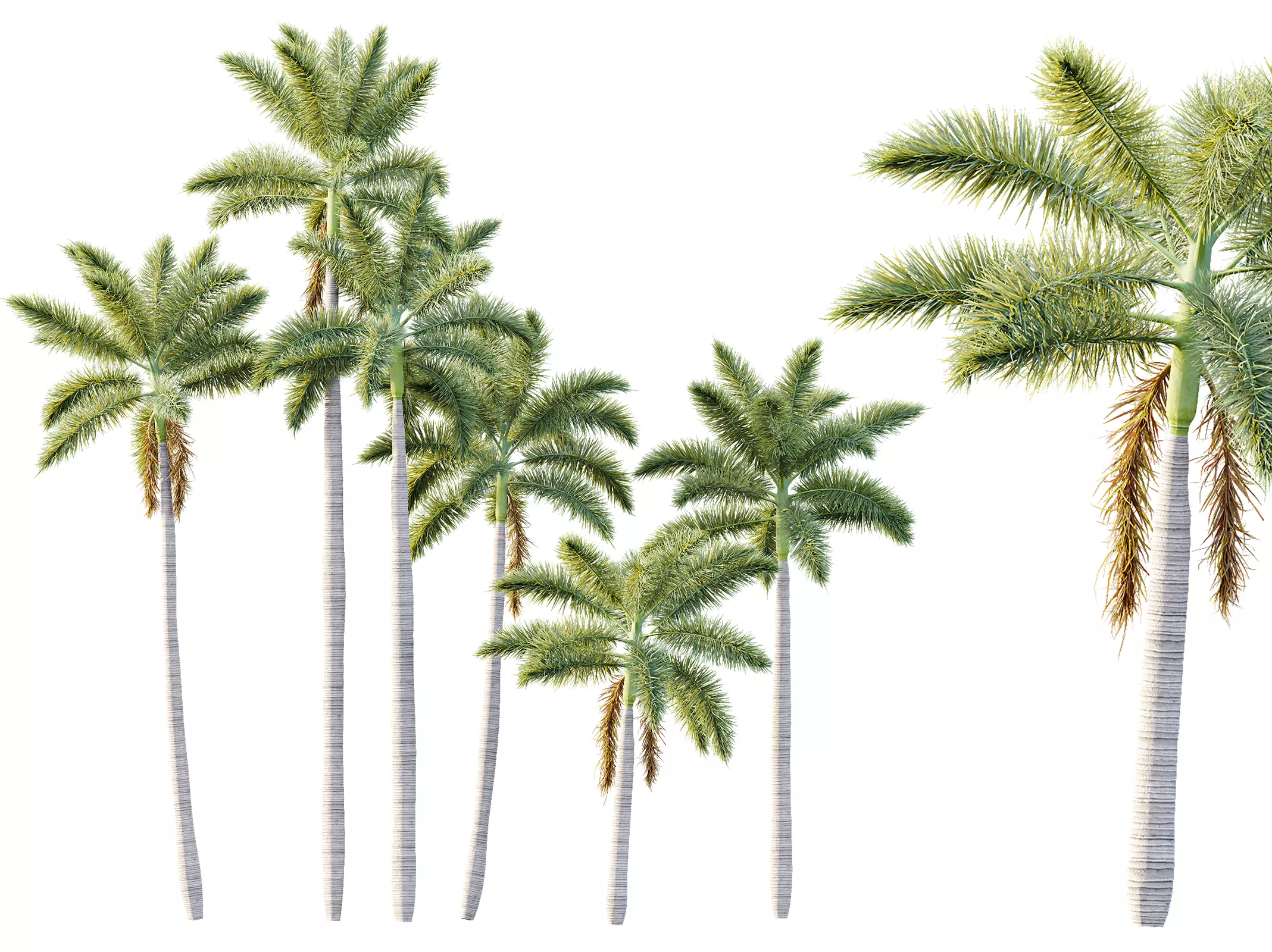 AV Plant Roystonea Regia Palm Tree 01 3D model