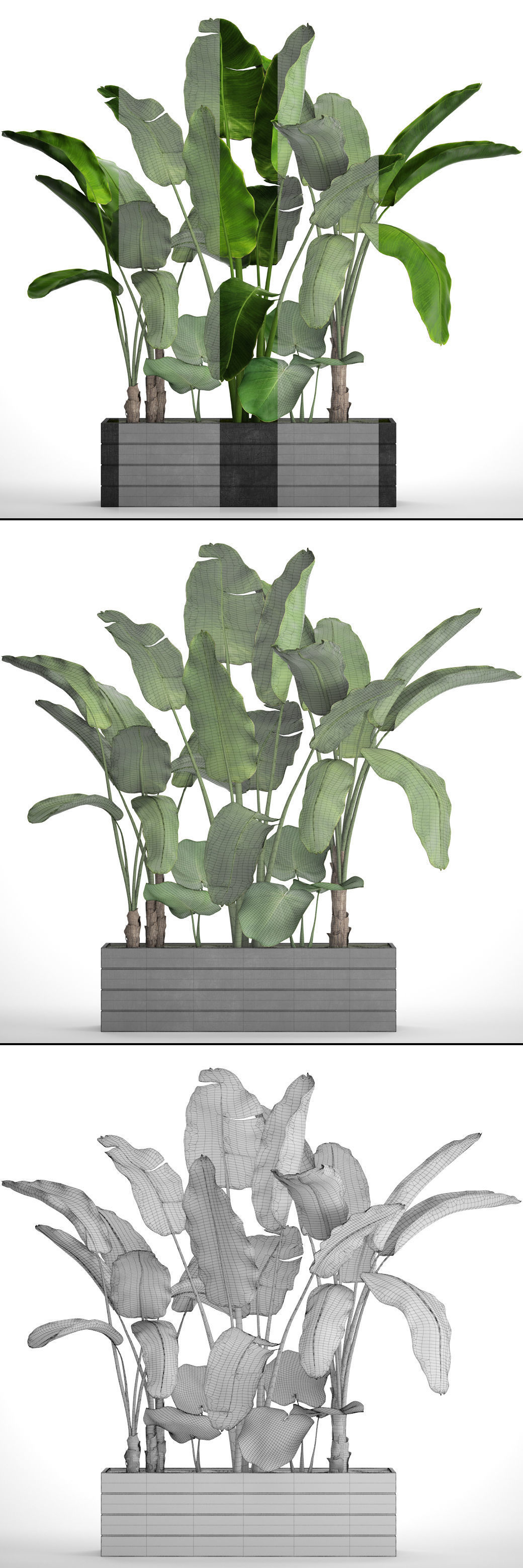 Banana Tree set 4 3D model_5