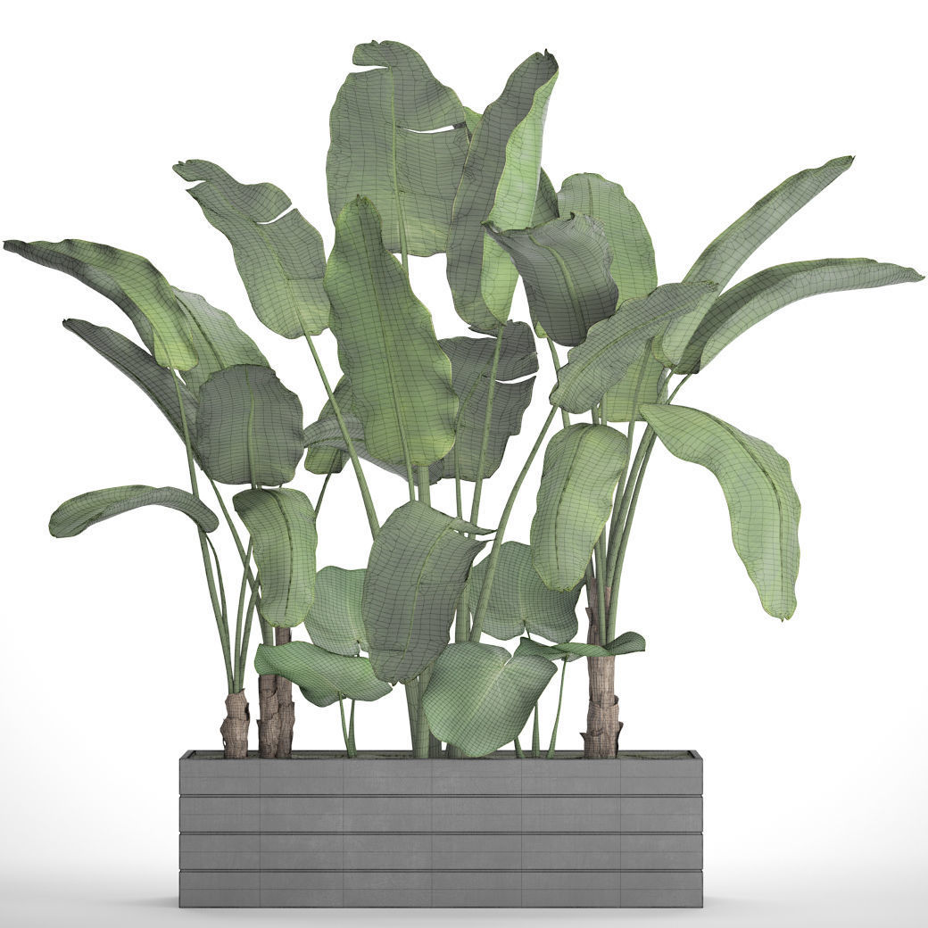 Banana Tree set 4 3D model_7