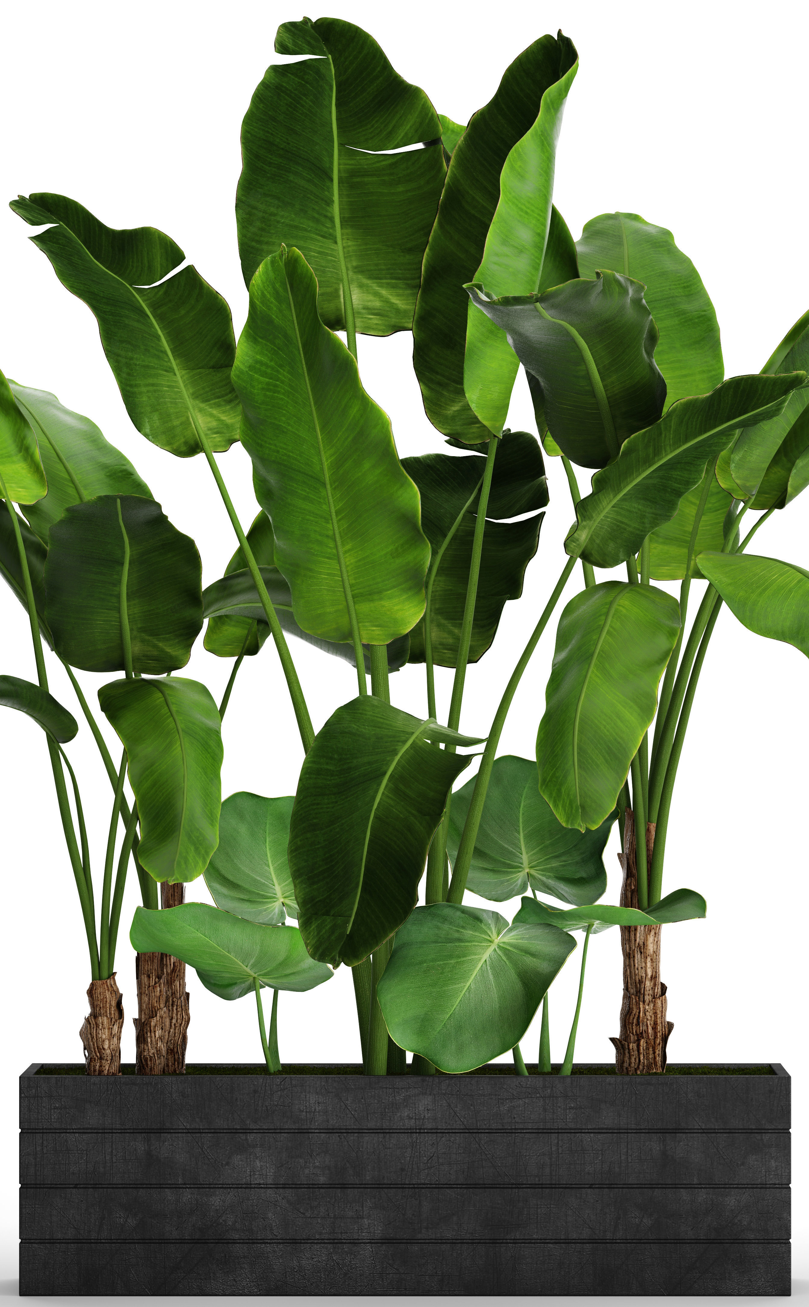 Banana Tree set 4 3D model_8