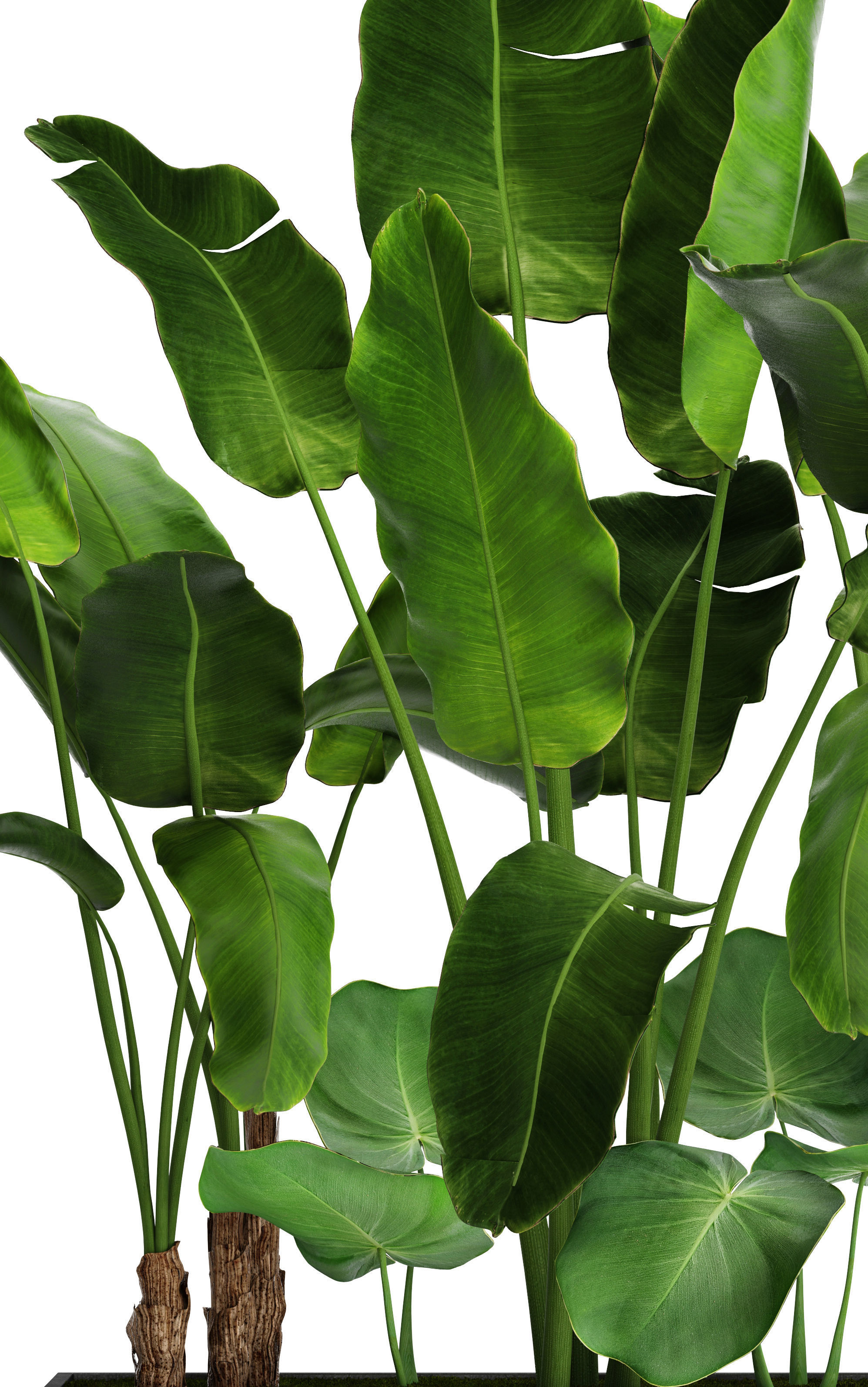 Banana Tree set 4 3D model_2