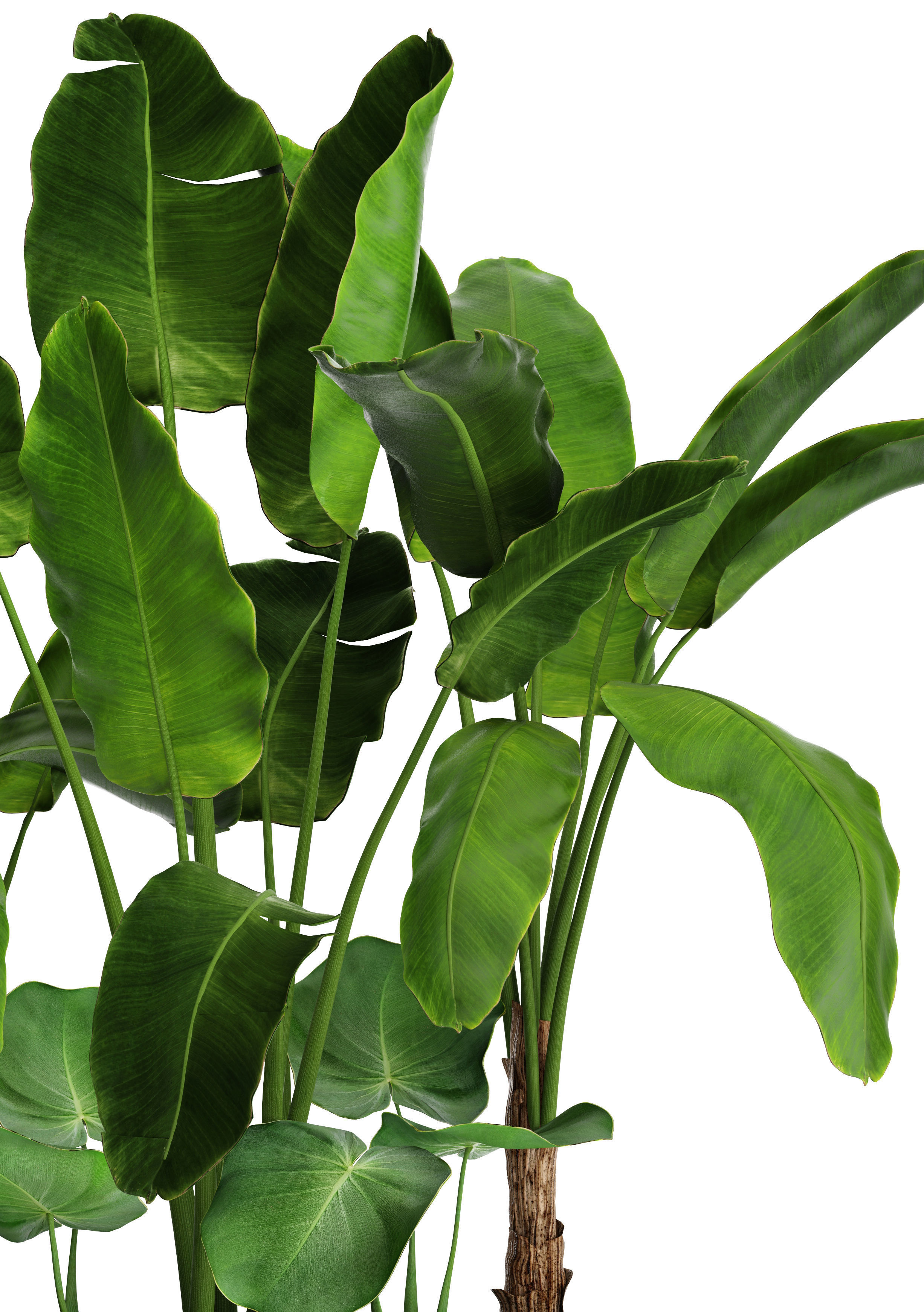Banana Tree set 4 3D model_1