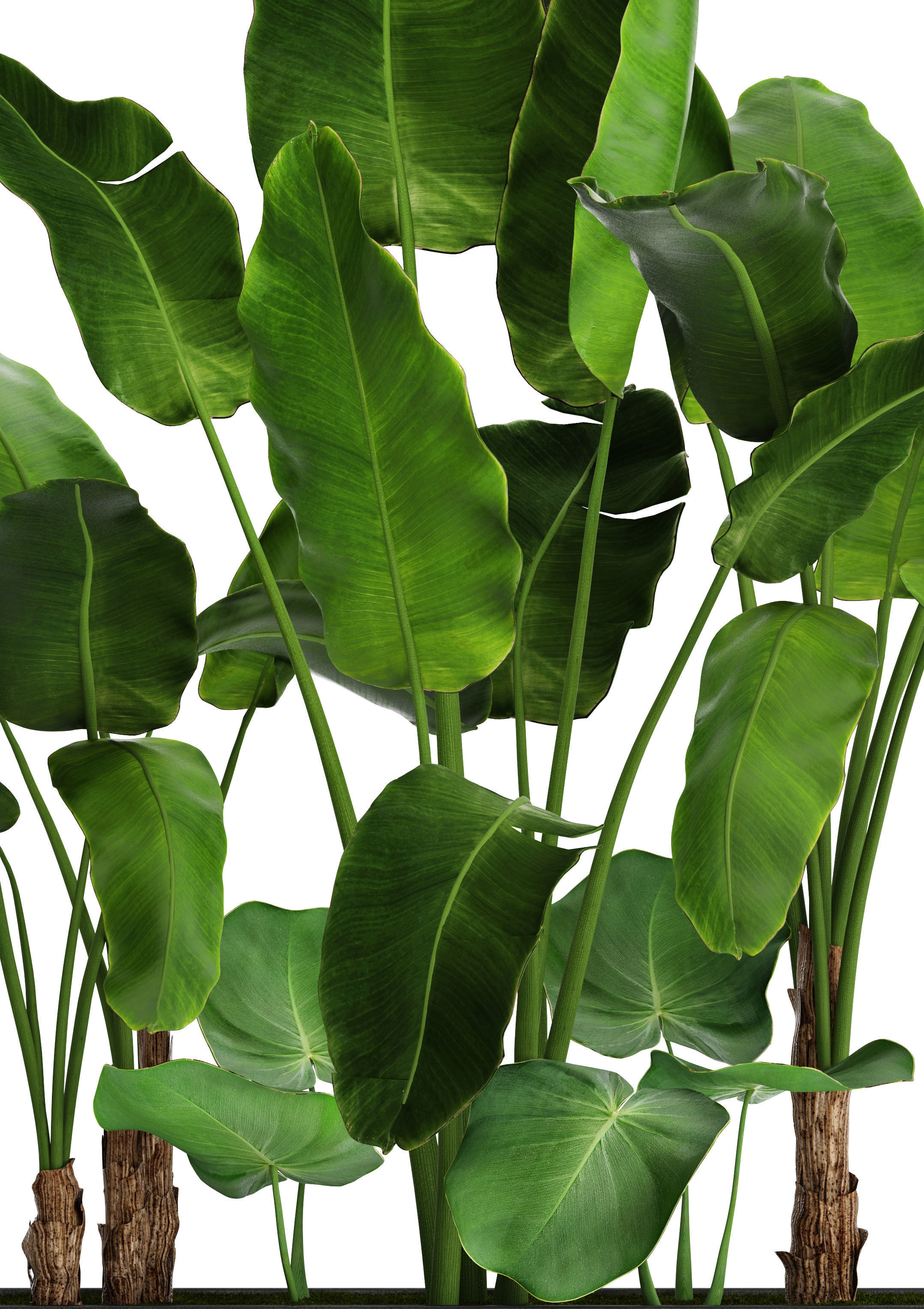 Banana Tree set 4 3D model_3