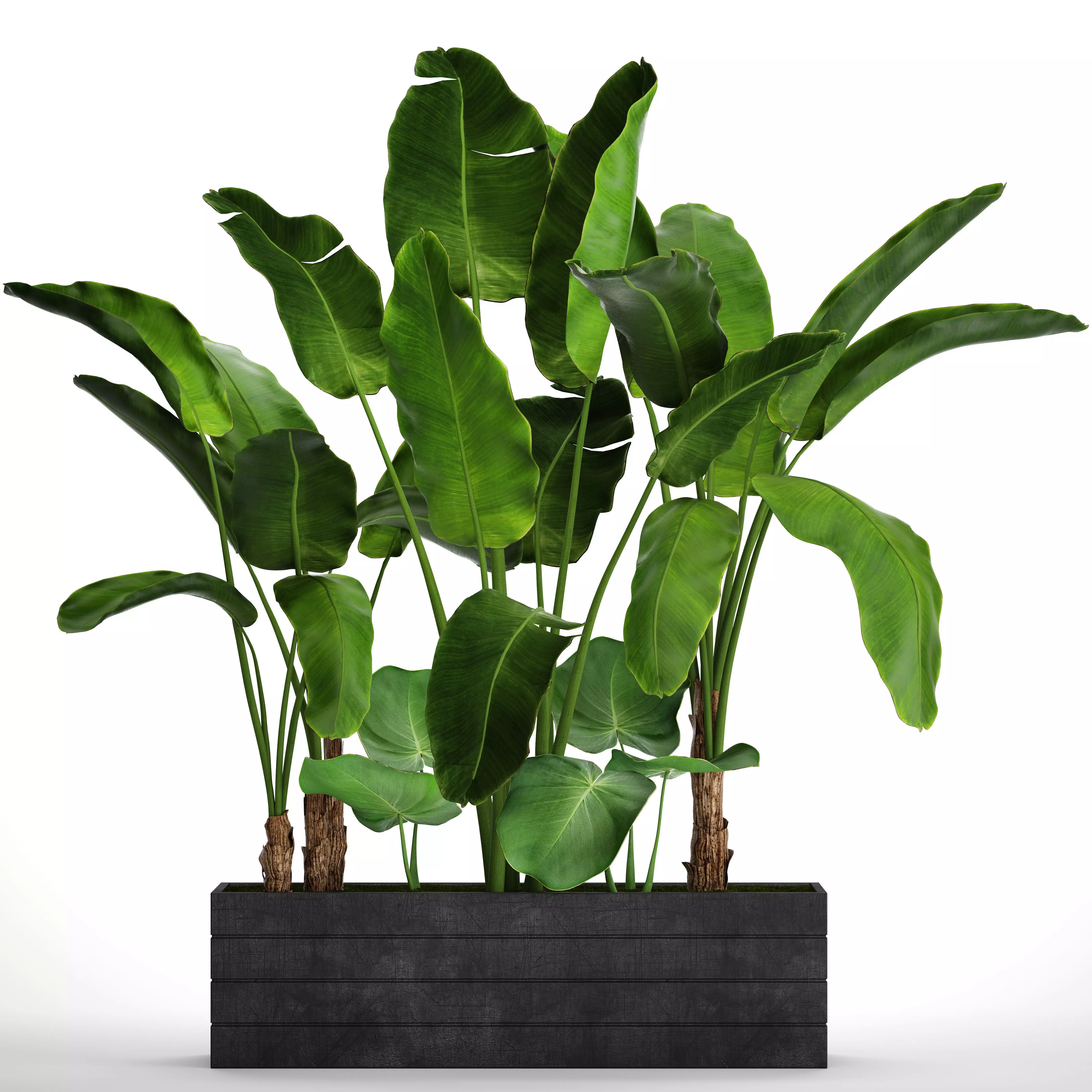 Banana Tree set 4 3D model_0