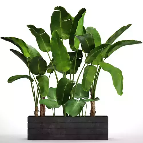 Banana Tree set 4