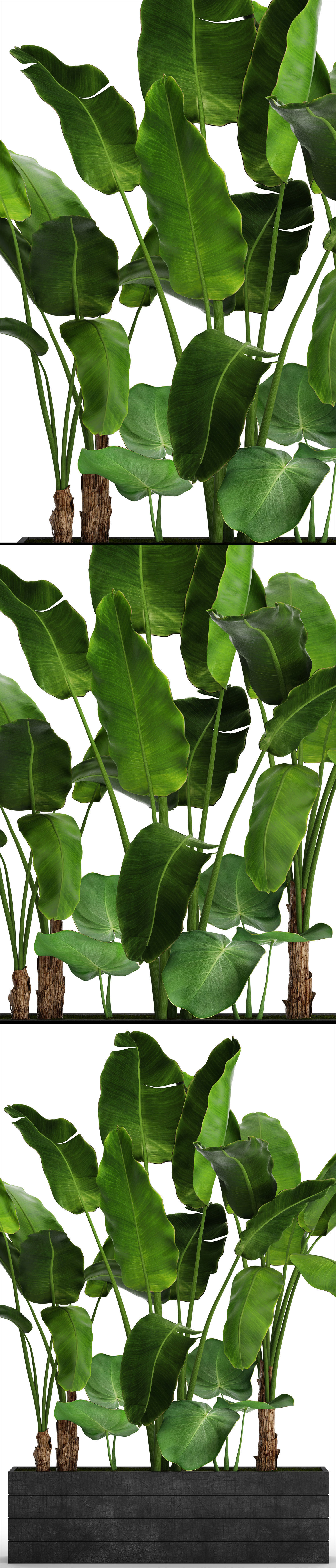 Banana Tree set 4 3D model_9