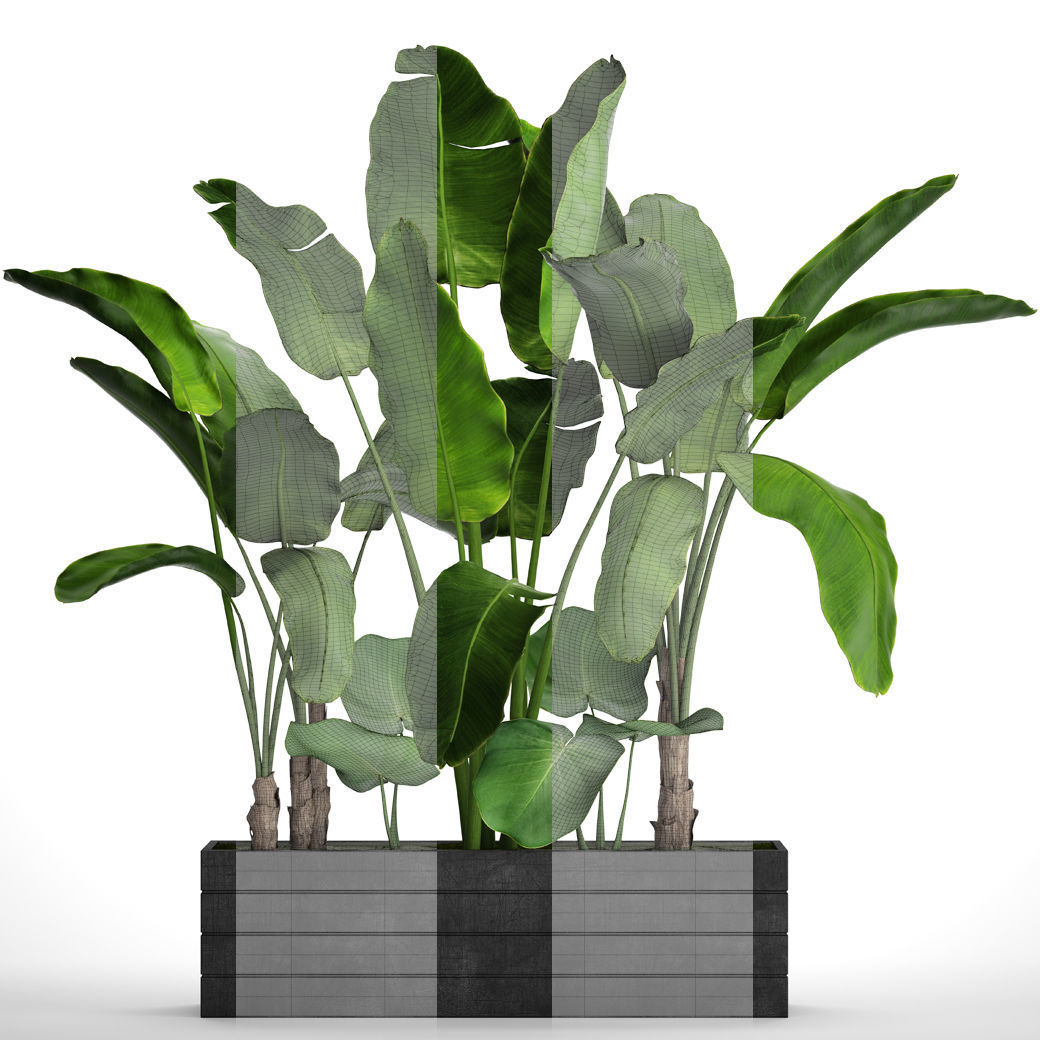 Banana Tree set 4 3D model_4