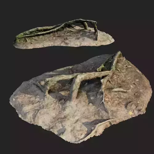 nature forest roots 001