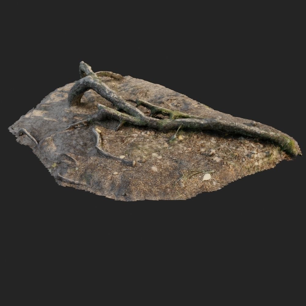 nature forest roots 001 3D model_4