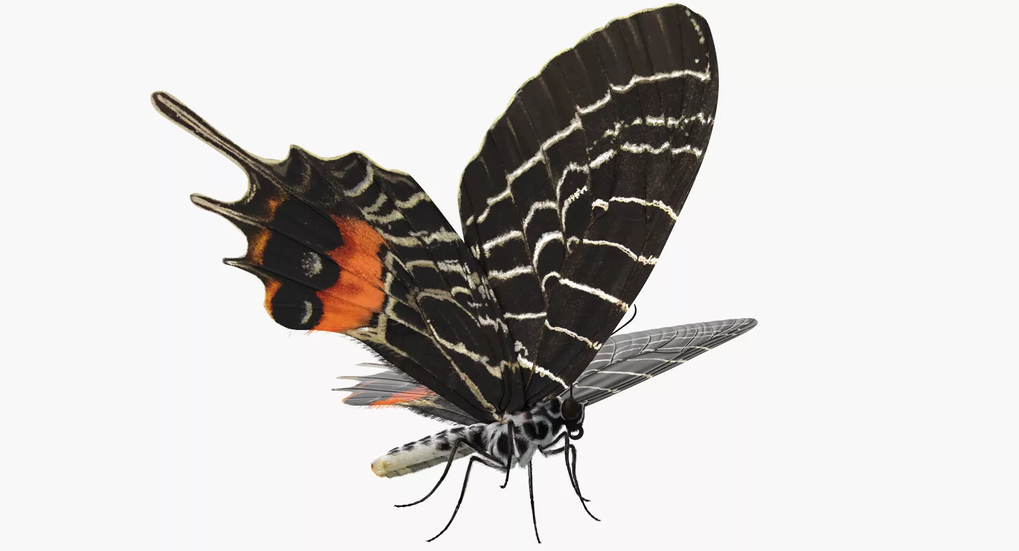 Bhutan Glory Swallowtail Butterfly with Fur 3D model
