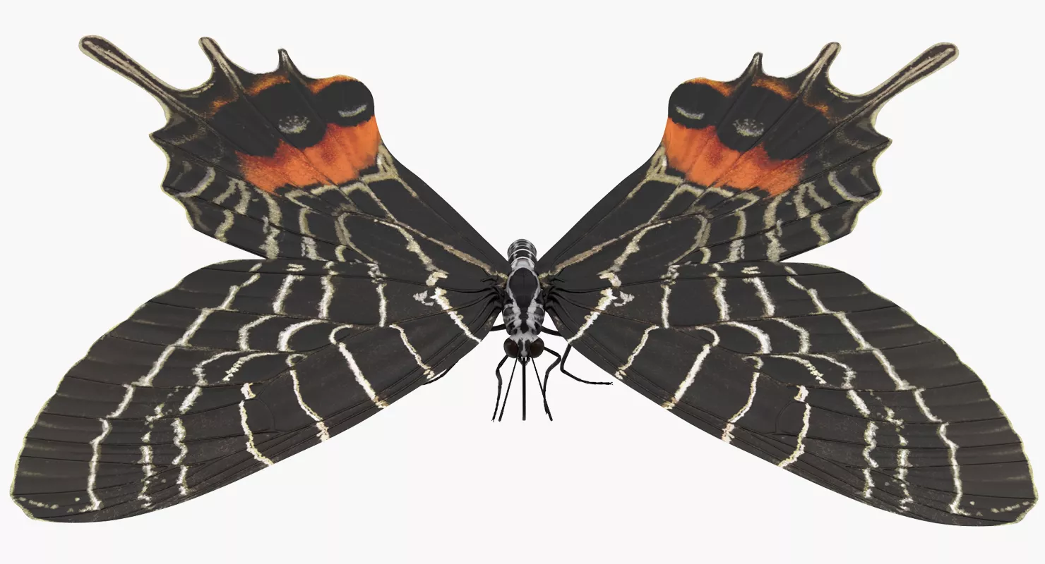 Bhutan Glory Butterfly 3D model