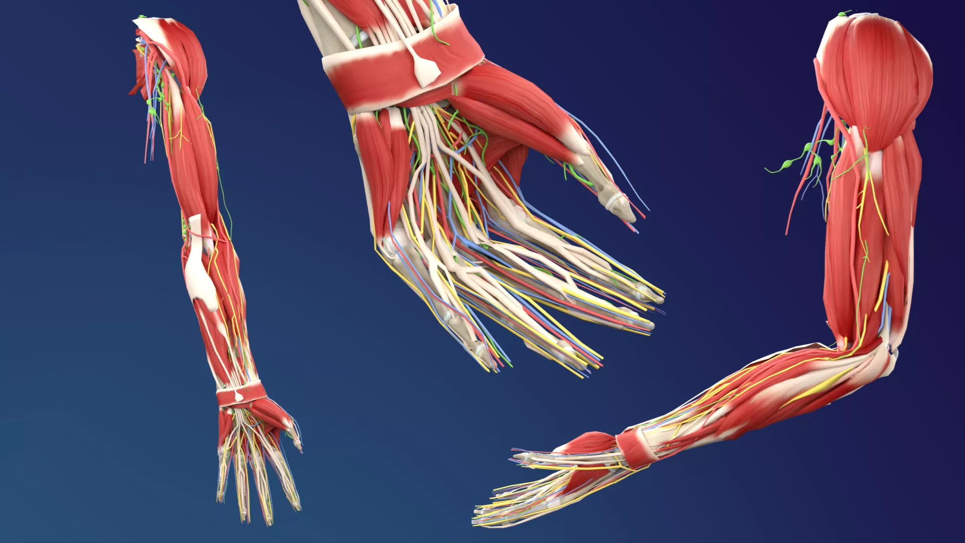 Rigged Human Arm Anatomy 3D model