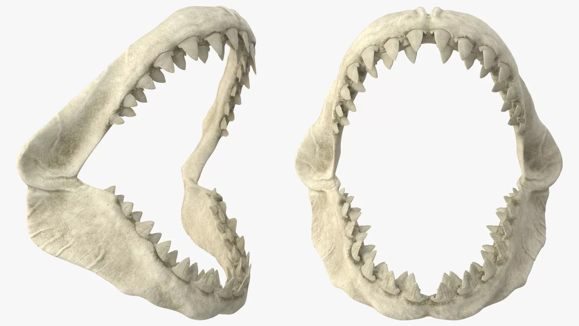 Great White Shark Jaw Bone 3D model