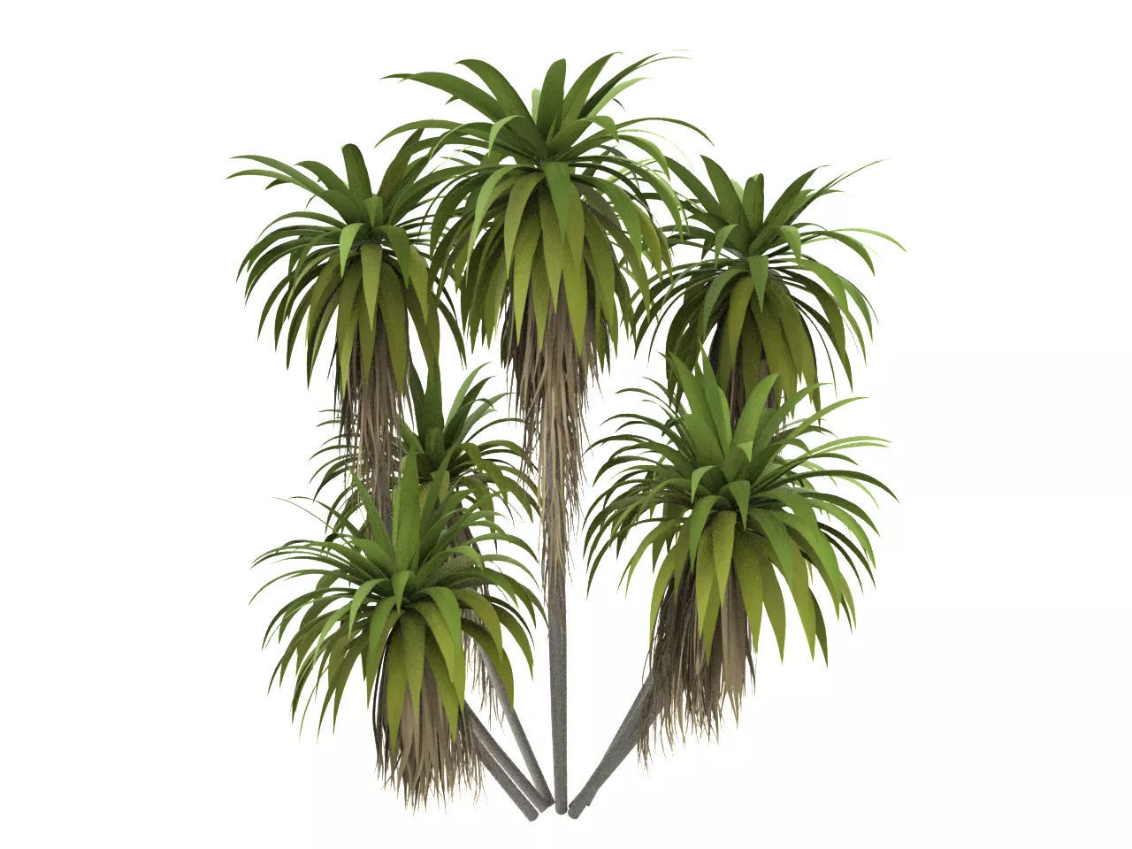 NMA-CabbageTree 005-1 Low-poly 3D model