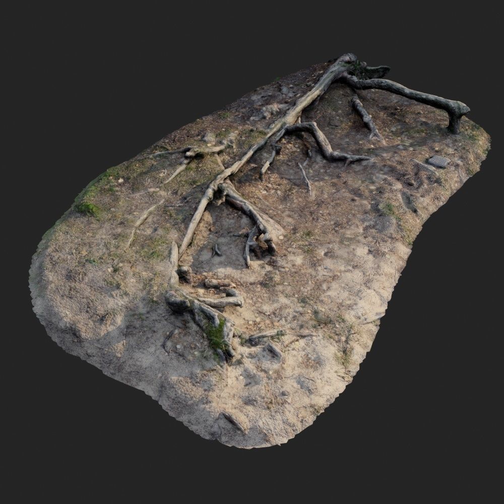 nature forest roots 002 3D model_1