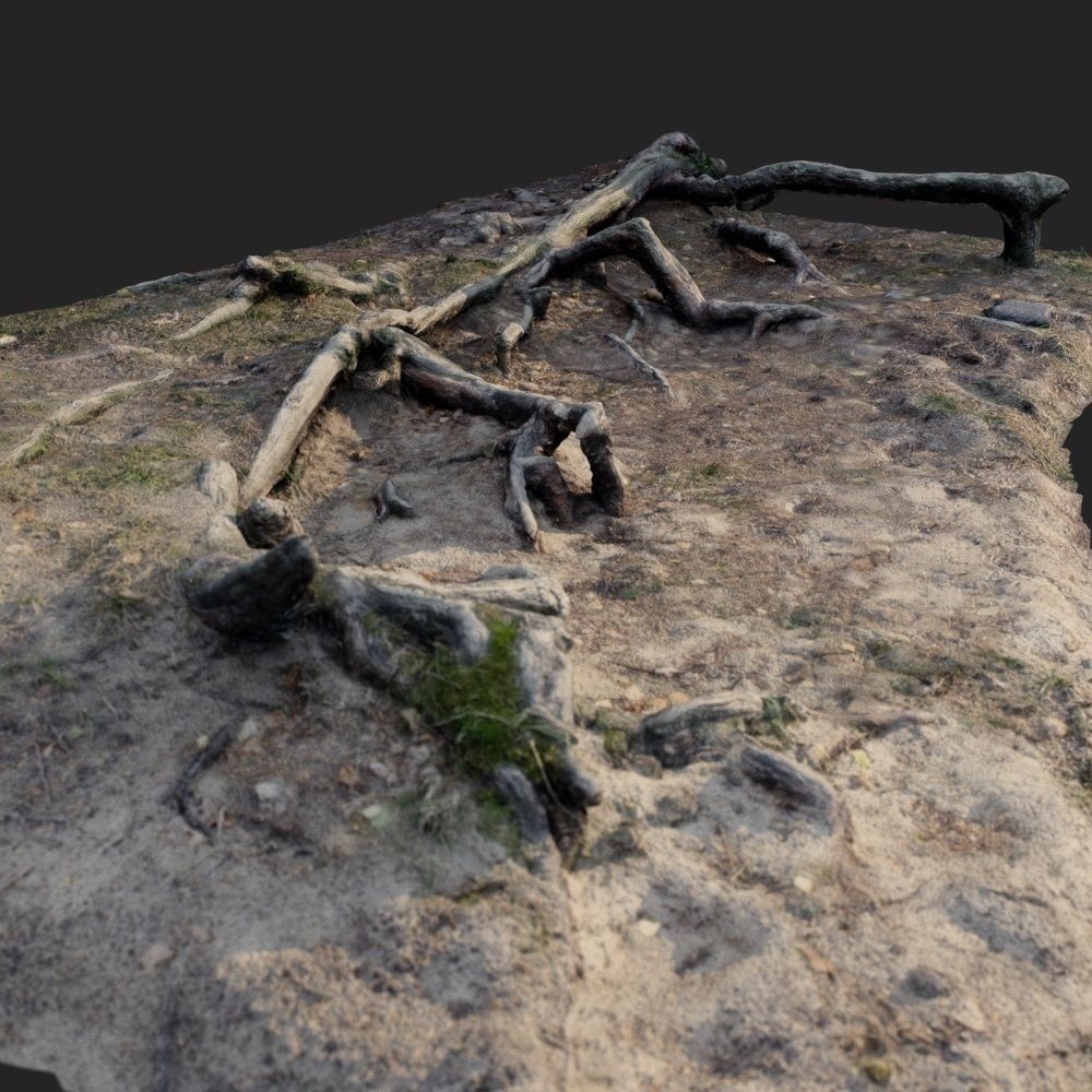 nature forest roots 002 3D model_2