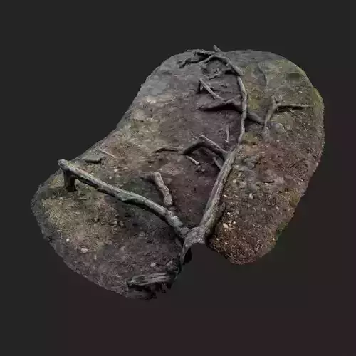 nature forest roots 002