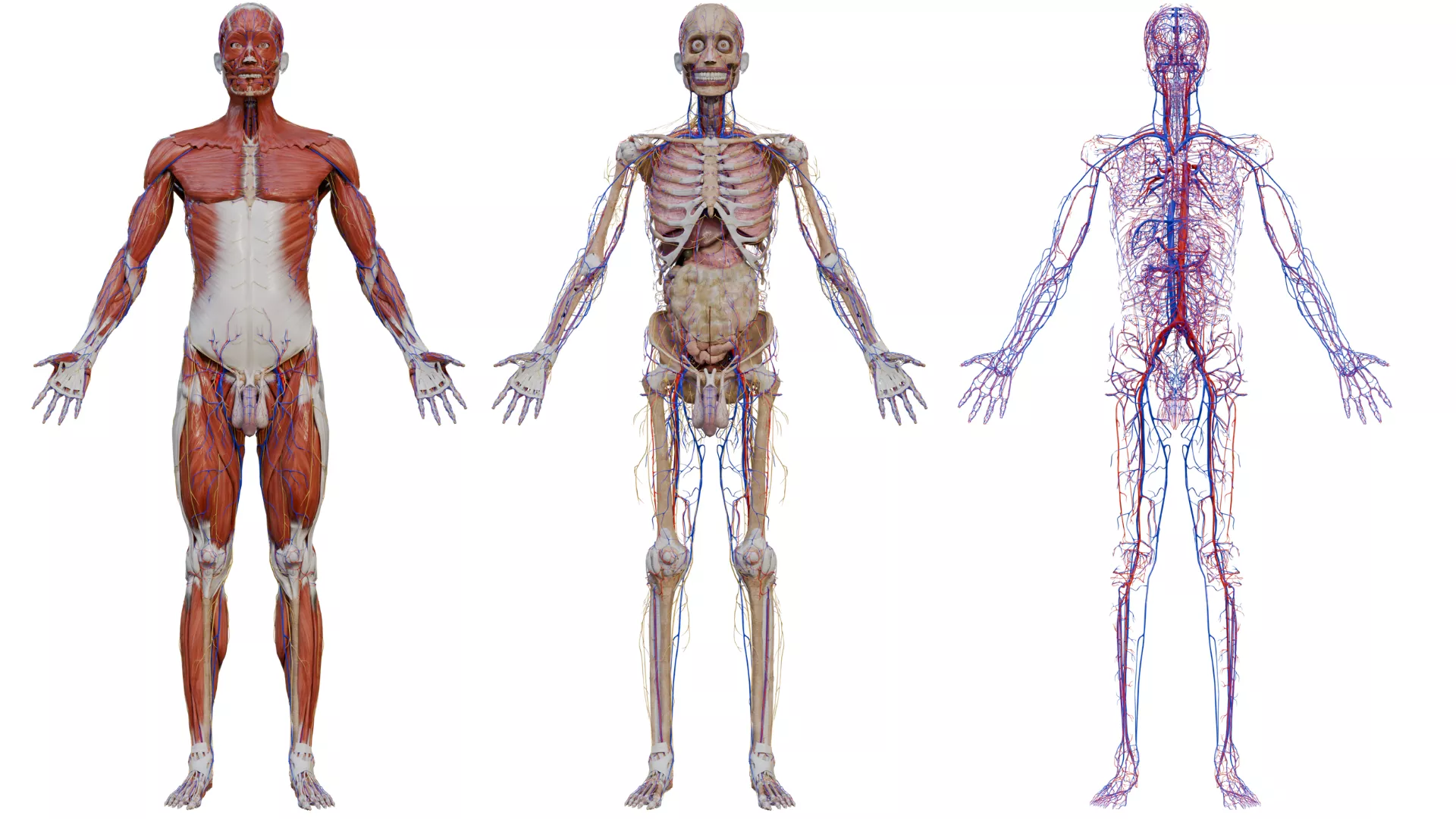 Male Human Anatomy 3D model