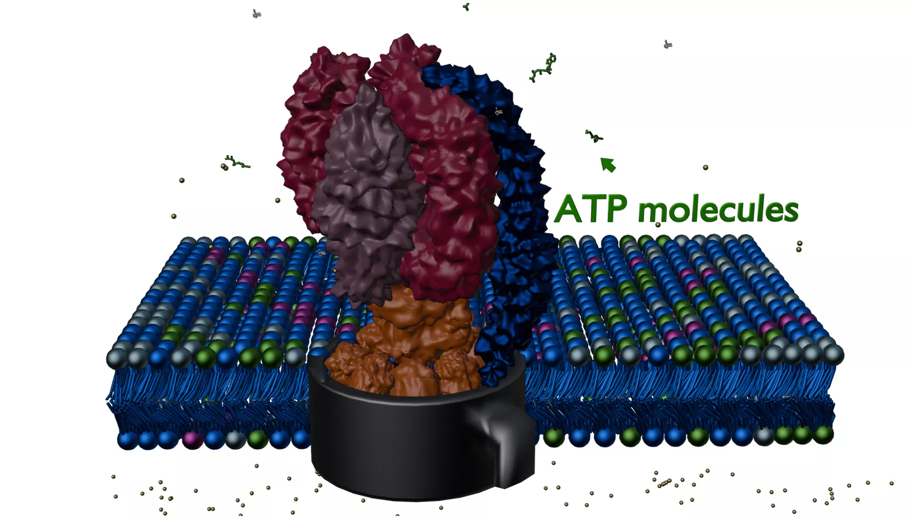 Electron Transport Chain 3D model
